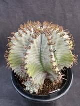 ★サボテン・多肉植物★904 ★ユーホルビア ホリダ　白肌　♀　Euphorbia Horrida★_画像5