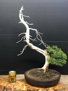 [ dream. exist bonsai ] genuine Kashiwa / large goods / mackerel ./sin Park / pine /BONSAI