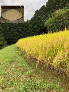 2023年度有機肥料を使用し栽培した米10kg　☆旧東加茂郡下山村の米ミネアサヒ