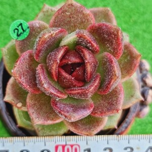 0326-G127 クッキー エケベリア 多肉植物 韓国苗