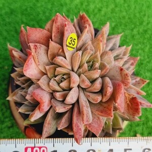 0317-Y335 フィレンツェ エケベリア 多肉植物 韓国苗