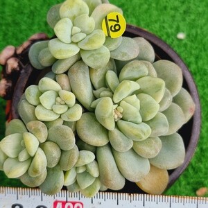 0323-Y479 バブルバム(錦) エケベリア 多肉植物 韓国苗