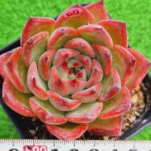 0328-P360 Redfire エケベリア 多肉植物 韓国苗