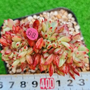 0328-P368 ラタム綴化 エケベリア 多肉植物 韓国苗