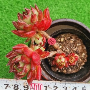 0402-P195 ブラックボール エケベリア 多肉植物 韓国苗