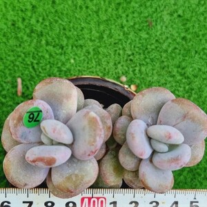 0319-G176 ララ エケベリア 多肉植物 韓国苗