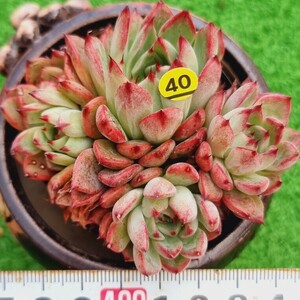 0330-Y540 沙羅姫 エケベリア 多肉植物 韓国苗