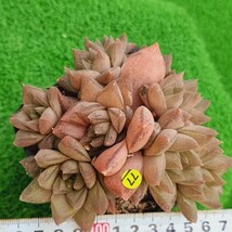 0330-Y577 ハウェルシア エケベリア 多肉植物 韓国苗_画像1