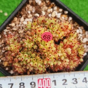 0402-P168 イエローマリア綴化 エケベリア 多肉植物 韓国苗