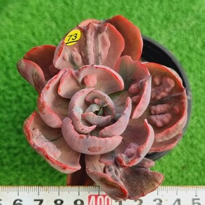 0317-Y373 ビヨンセ虹(錦) エケベリア 多肉植物 韓国苗