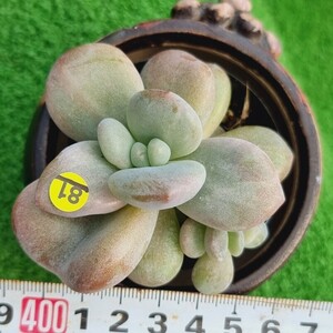 0317-Y381 フレニュー交配 エケベリア 多肉植物 韓国苗