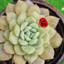 0321-R312 玉指輪(錦) エケベリア 多肉植物 韓国苗_画像2