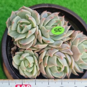 0323-YG535 SP エケベリア 多肉植物 韓国苗