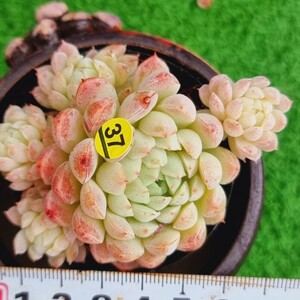 0323-Y437 マックグリーン エケベリア 多肉植物 韓国苗