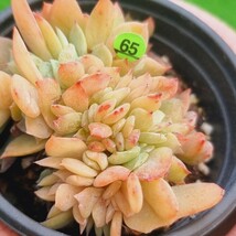 0323-YG565 ヒューミリス交配 エケベリア 多肉植物 韓国苗_画像2