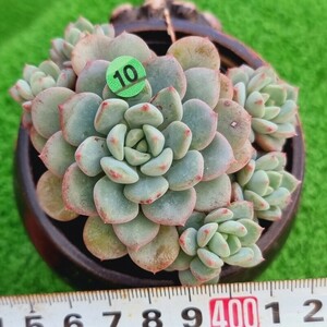 0326-G110 ティンカーベル エケベリア 多肉植物 韓国苗