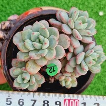 0326-G112 ティンカーベル エケベリア 多肉植物 韓国苗_画像1