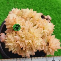 0326-G194 エーテル エケベリア 多肉植物 韓国苗_画像1