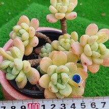 0326-B099 ラウル エケベリア 多肉植物 韓国苗_画像1