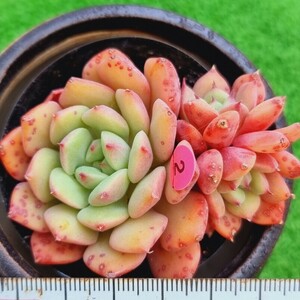 0328-P302 アップルパイ エケベリア 多肉植物 韓国苗