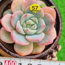 0330-Y557 ピンクダイヤ エケベリア 多肉植物 韓国苗_画像1