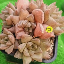 0330-Y577 ハウェルシア エケベリア 多肉植物 韓国苗_画像2