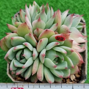 0330-R499 チワワ(錦) エケベリア 多肉植物 韓国苗