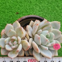 0402-P162 Duedue エケベリア 多肉植物 韓国苗_画像1