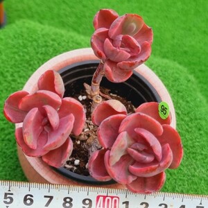 0323-YG595 ビヨンセ虹(錦) エケベリア 多肉植物 韓国苗