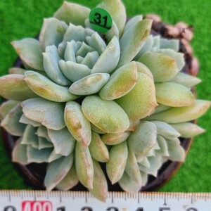 0326-G131 ホワイトカーネーション エケベリア 多肉植物 韓国苗