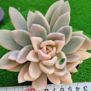 0319-G105 オパリーナ(錦) エケベリア 多肉植物 韓国苗