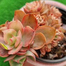 0330-Y505 スヨン(錦) エケベリア 多肉植物 韓国苗_画像2