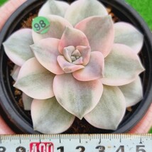 0319-G198 Purple Delight(錦) エケベリア 多肉植物 韓国苗_画像1