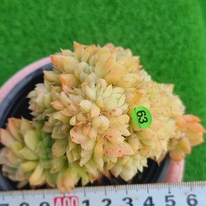 0323-YG563 パステル綴化 エケベリア 多肉植物 韓国苗