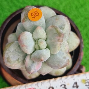 0328-O256fre new (.)ekebe rear succulent plant Korea seedling 