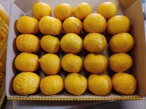  最後の1箱！ 国産 無農薬 柚子 1.0kg 送料無料 ゆず 