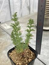 Pelargonium rapaceum　ペラルゴニウム・ラパセウム 2023 9月　株分_画像3