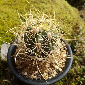 ジョンストン玉　実生接ぎ サボテン 多肉植物