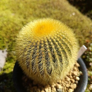 Uebelmannia pectinifera var, eriocactoides　5　実生接ぎ サボテン 多肉植物