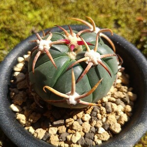 花王丸 実生接ぎ サボテン 多肉植物