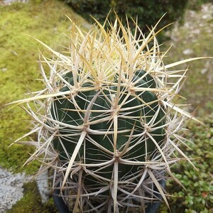 黄金冠　実生　サボテン 多肉植物