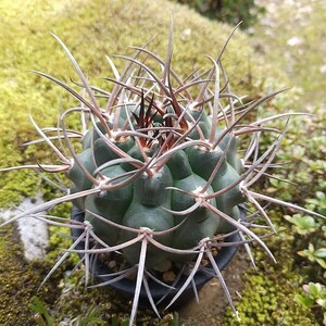 魔天竜 実生接ぎ サボテン 多肉植物