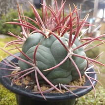 緋冠竜　実生　サボテン 多肉植物_画像7