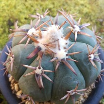 短刺雷帝実生接ぎ　顔が始まり花も？ サボテン 多肉植物_画像2