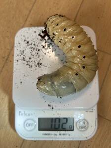 【 №06 HirokA系血統 ヘラクレスオオカブト幼虫 ♂2頭(102ｇ,95ｇ)・♀2頭(59ｇ,59ｇ) 】