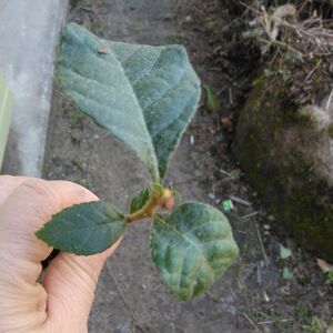 枇杷びわの苗 1 本