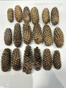 o summarize picea abies ......18ps.@9~14cm about lease decoration construction hand made . pine ....