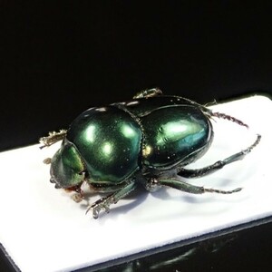 /Vl** Verde! メキシコ産 Canthon属 11.3mm