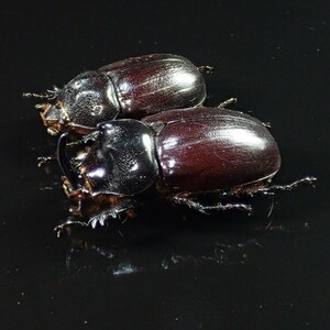 /Vl** イリアンジャヤ産 Scapanes属 ♂51.2mm♀44.1mm