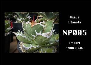 Agave titanota TA-NP005 Try-angulo NO PLANTZ（A）